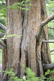 Switch新配色Joy-Con手柄国行版6月30日同步发售 每组售价549元